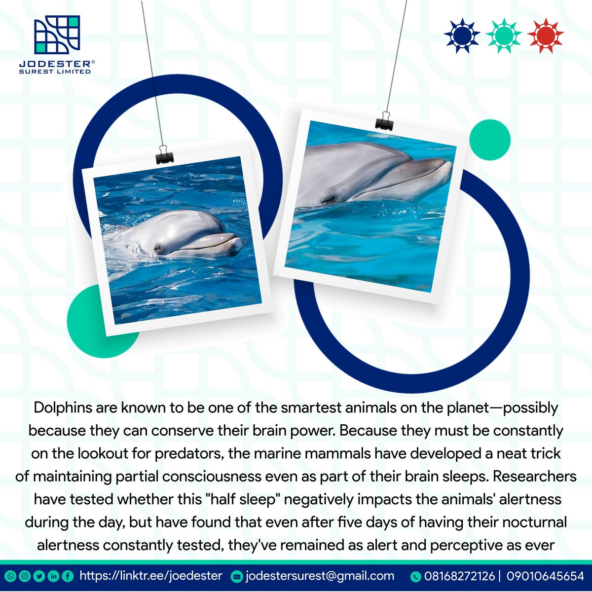 jodestersurest's tweet photo. Odd Facts
Dolphins sleep with one eye open
#oddfacts #joedester #jodester #explore #graphicsdesign #designer #dataanalyst #freelancing #digitalmarketing #business #growth #dolphin #factsdaily #factsonly #facts https://t.co/GBfc0PUEyu