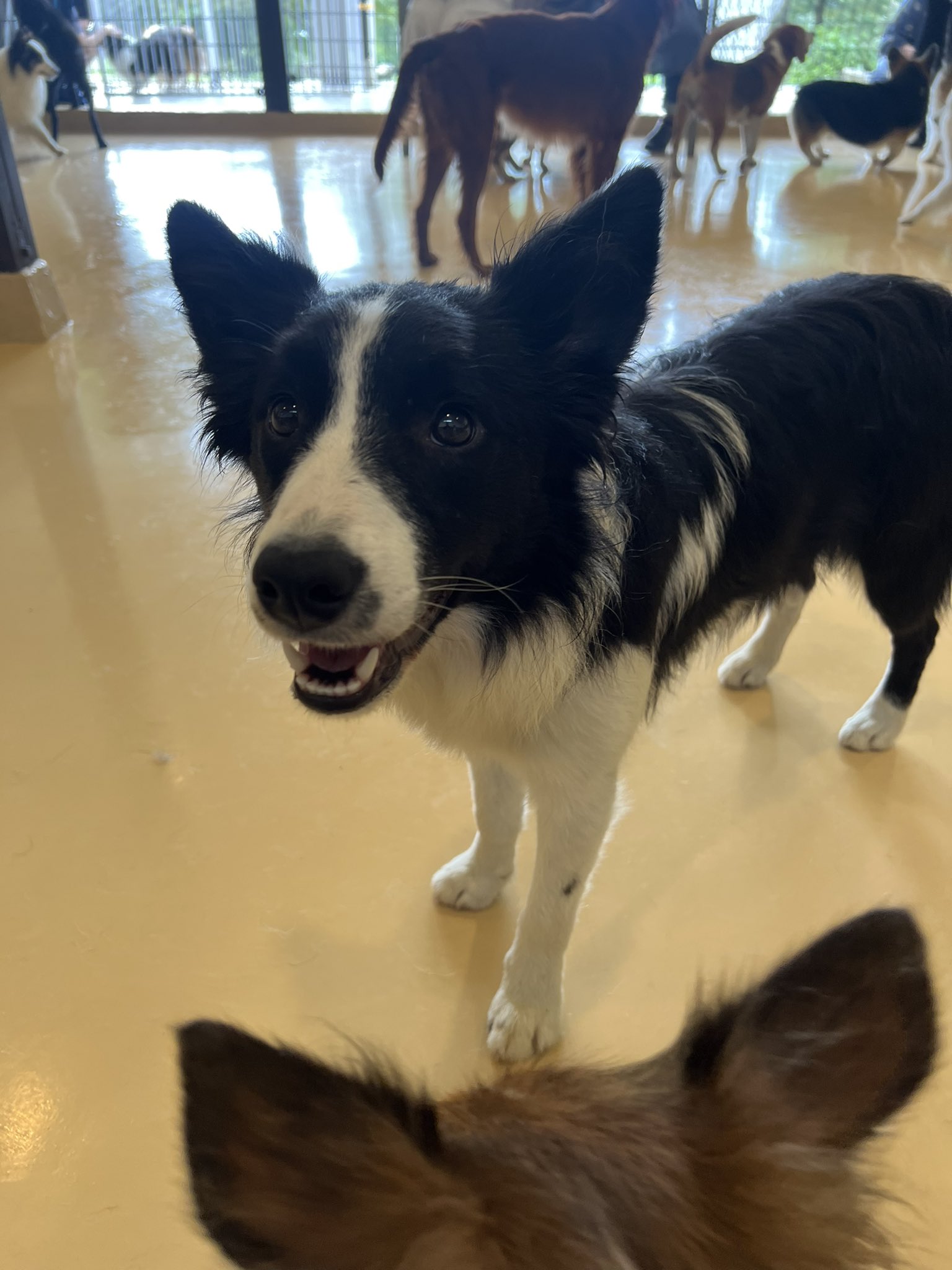 世界の名犬牧場 Twitter Search Twitter