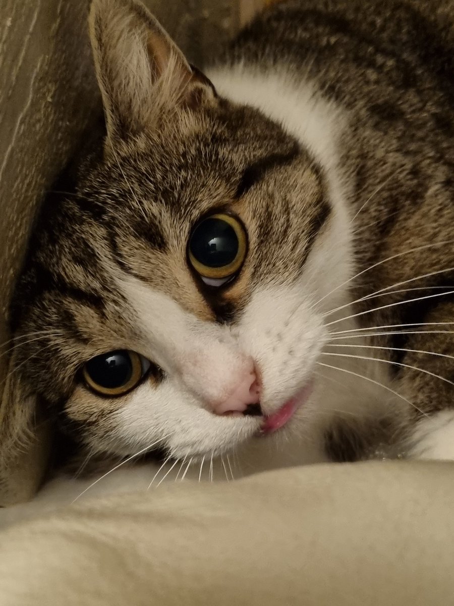 mrteddycat's tweet photo. Well, it's official, the little dumbass got out and now he's been missing for 24hrs. 
People living in Liverpool UK please keep an eye out for him and DM me if you find him.
He's fairly identifiable, LOVE charm on his collar and spotty tabby, not stripey. https://t.co/yLCi54PjzM