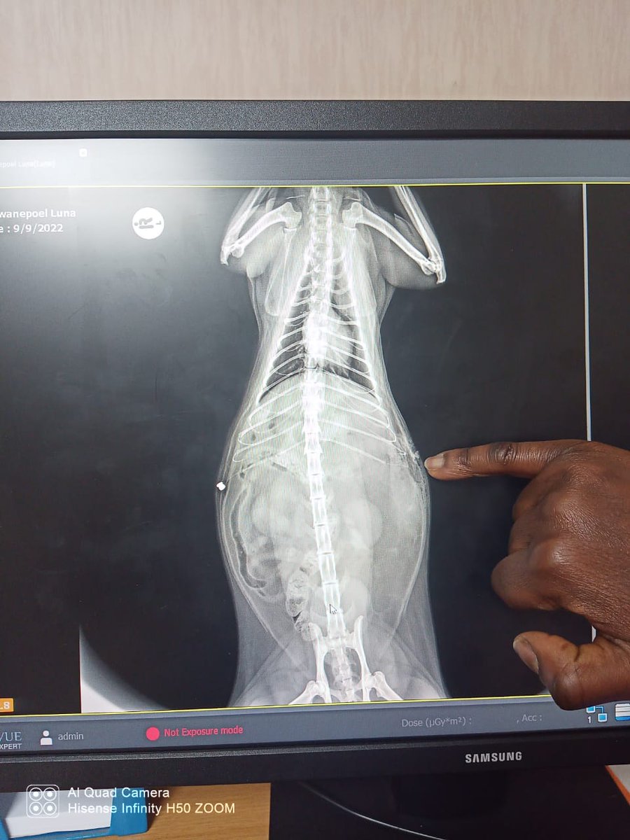 Michael's Cat tweet media