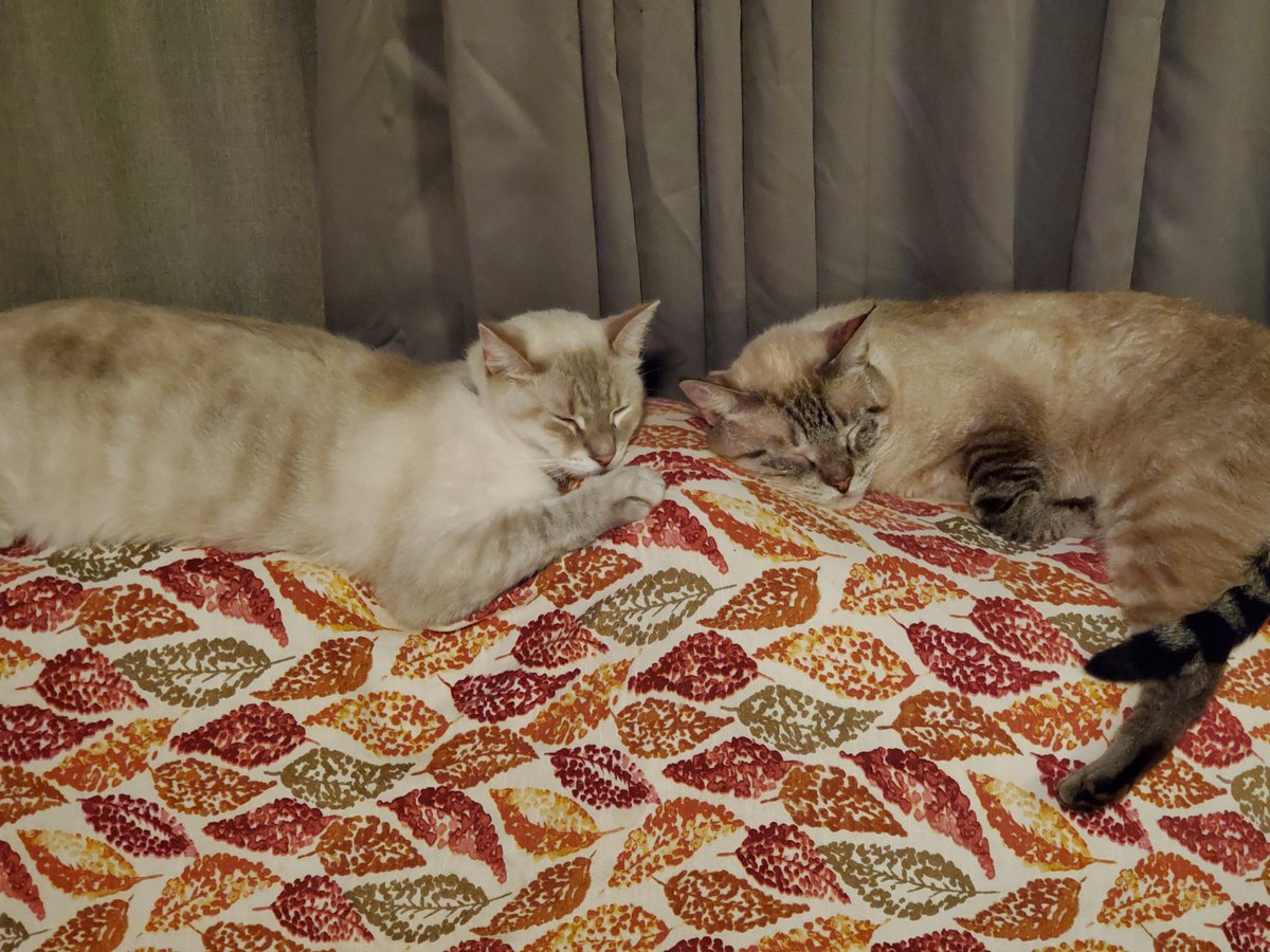 NeedsSometimes's tweet photo. #Caturday #CatsOfTwitter #cats https://t.co/3CwgMV0qXJ