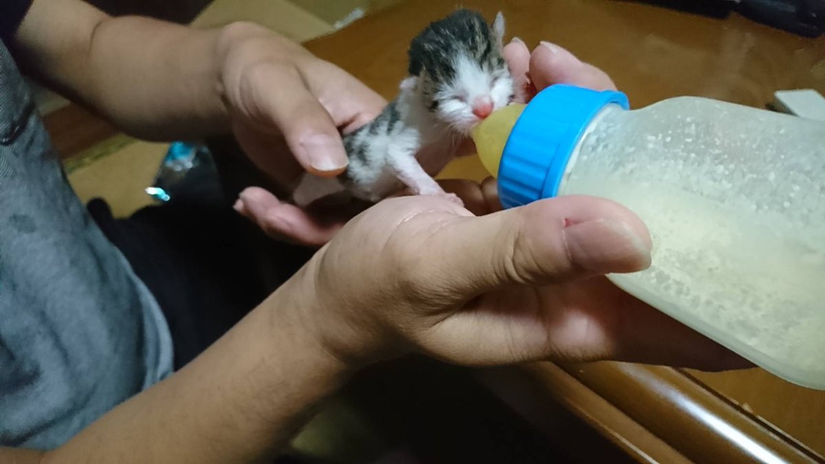 yutanekoneko's tweet photo. ミルクを順調に飲んでくれてる！
頑張れ子猫！！！ https://t.co/Y1JV0Wxtz8