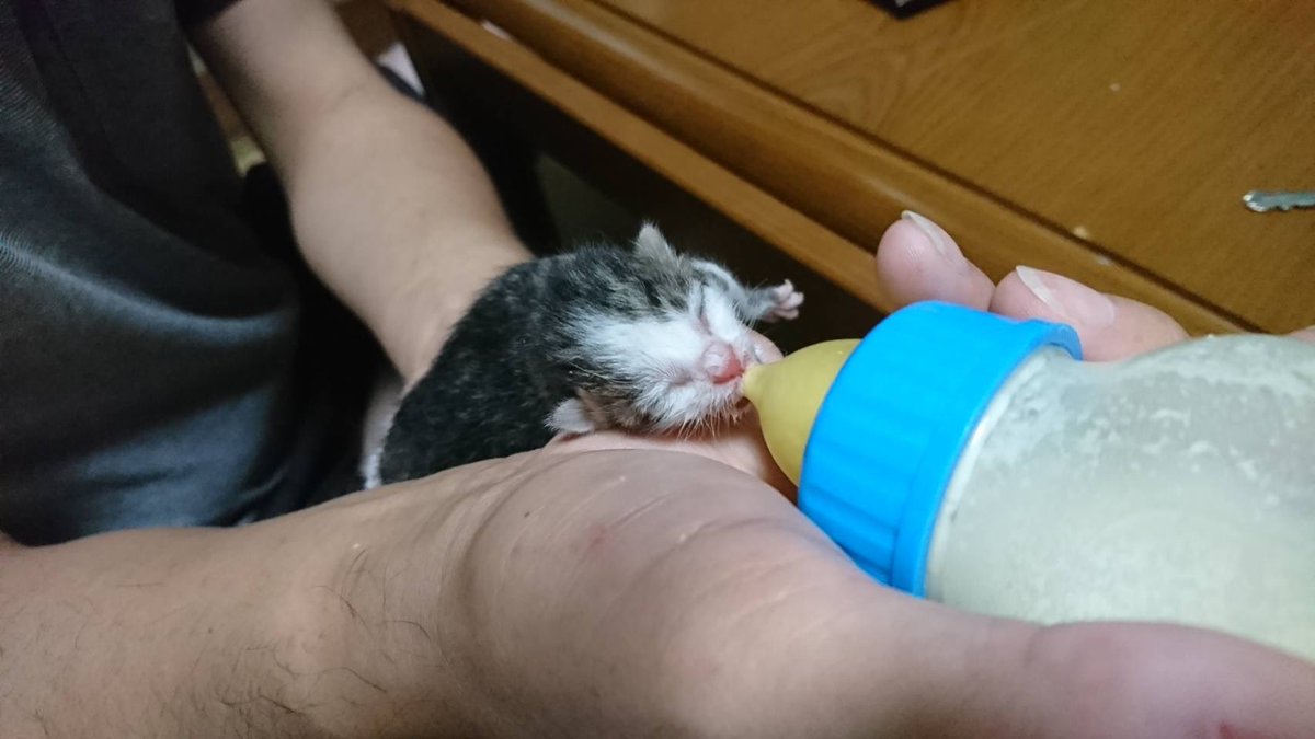 yutanekoneko's tweet photo. ミルクを順調に飲んでくれてる！
頑張れ子猫！！！ https://t.co/Y1JV0Wxtz8