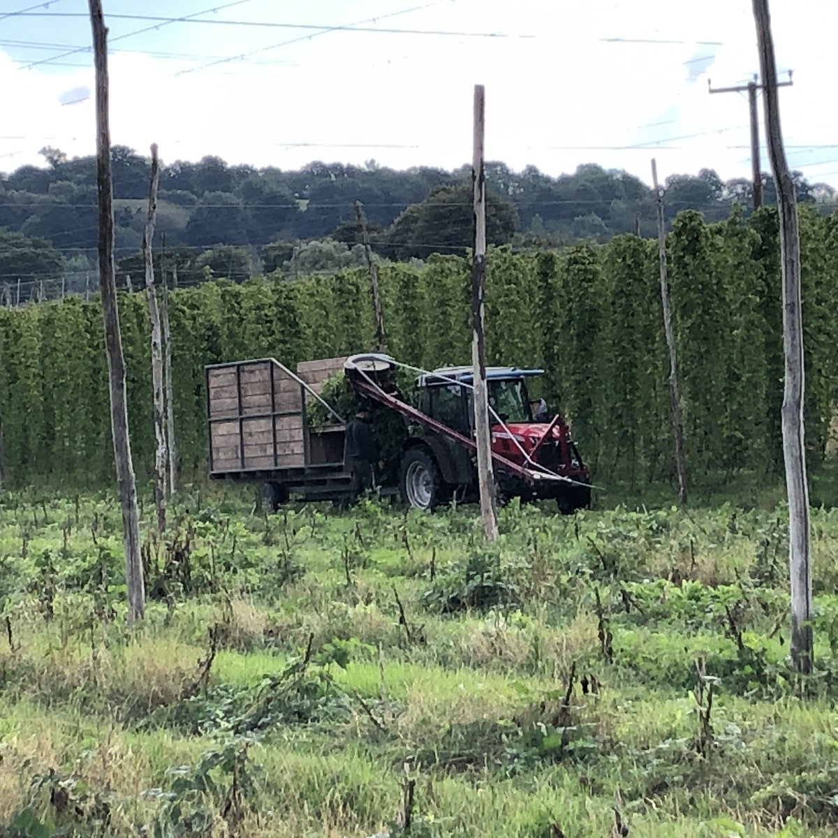 LittlePomona's tweet photo. 🎶 If you come down to the cidery today, you're sure of a hop surprise 🎶
We've been hosting the hop walks for @brookhousehops  this week and it's been fab! Today we're open until 7pm. Come see 2022 hop harvest in action with a glass of the amber nectar https://t.co/cIAGFjGj1I https://t.co/8JRBFGiisv