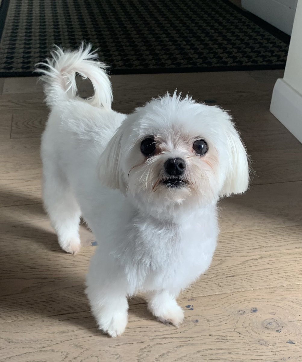 pjrunnner's tweet photo. Little old lady had her monthly chop. 🐶 https://t.co/XUdqn6obU0