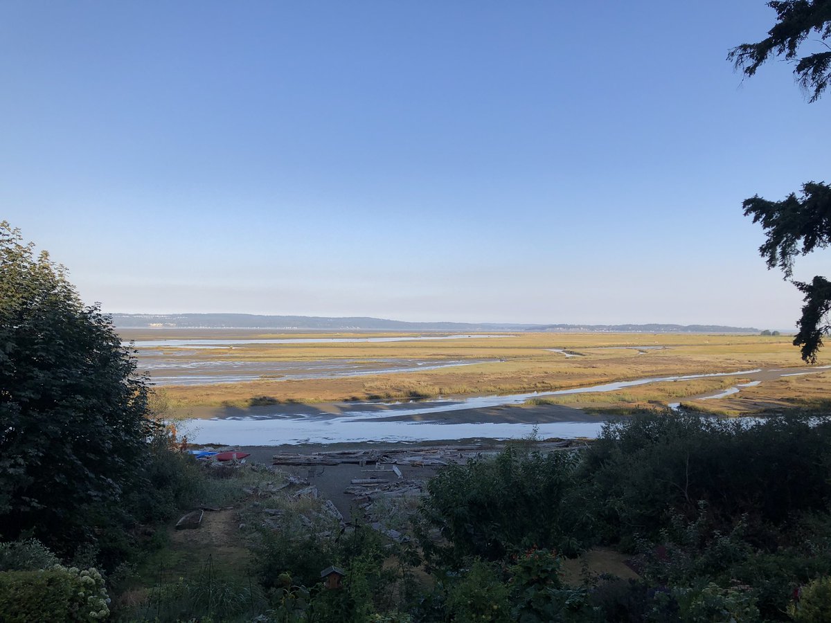 inhaarmoerstaal's tweet photo. Liep tegen de kolibrie nectar houder aan tijdens het tikken van een-tweetje. #Wadden-achting landschap langs noordelijke kust v/d staat Washington #WarmBeach #ebenvloed #watervogels en #kolibri’s https://t.co/dpC5ab1cTv