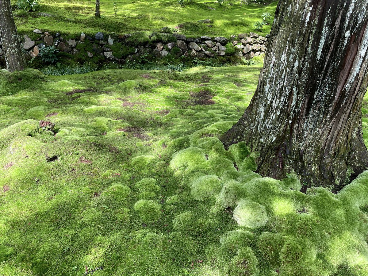 苔にも癒されたの。
一面にむす苔の緑の深いこと。
しっとり。ふかふか。 https://t.co/Ws4sGHJWFn
