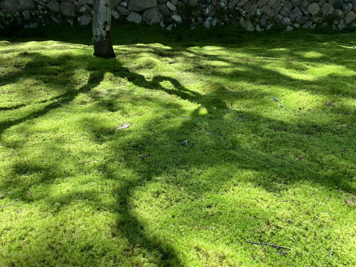 苔にも癒されたの。
一面にむす苔の緑の深いこと。
しっとり。ふかふか。 https://t.co/Ws4sGHJWFn