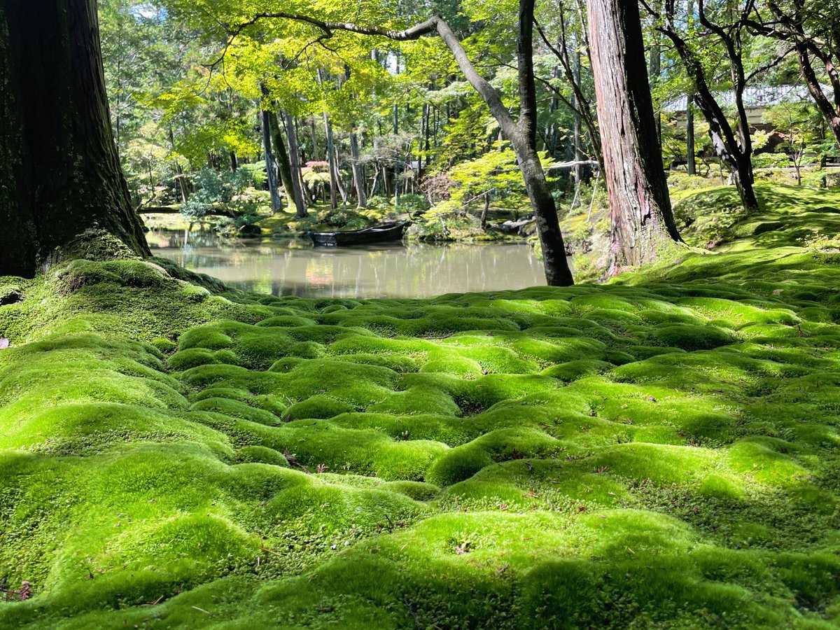 苔にも癒されたの。
一面にむす苔の緑の深いこと。
しっとり。ふかふか。 https://t.co/Ws4sGHJWFn