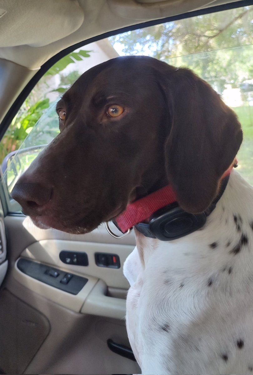 Oh how he eyes the drive through.