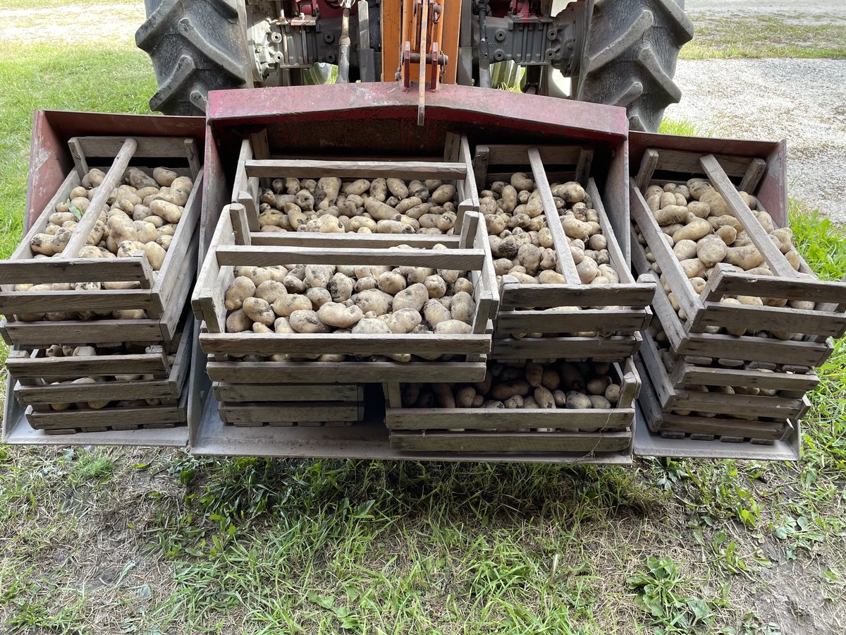 Omat #luomuperuna't nostettu. Kaunis päivä ja satokin kohtuullinen. Näistä piisaa lapsille ja lastenlapsillekin. Myös loput #luomuvilja't saatiin korjatuksi eilen. Mieli on kiitollinen. Sato ja jokapäiväinen ruoka eivät ole itsestäänselvyyksiä. Maittavaa #lähiruokapäivä'ä!