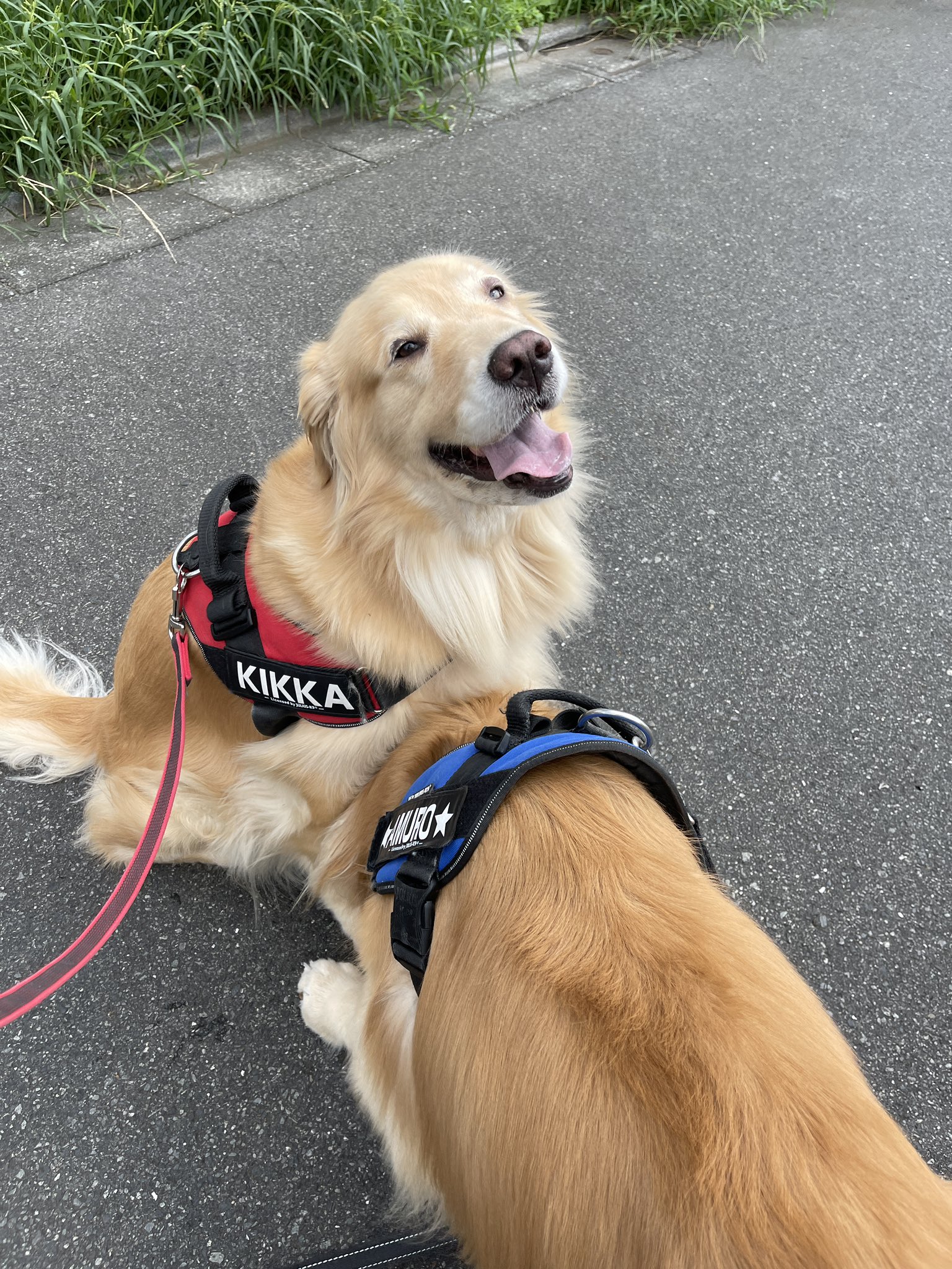 最愛のゴールデンレトリバーたち Goldenret6 Twitter