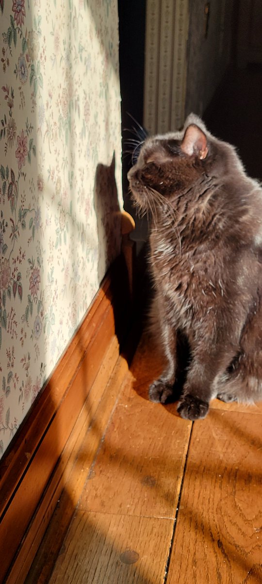 ninjasherrie's tweet photo. My cat Salem is epileptic and takes phenobarbital twice a day. I can always tell when the meds kick in bc I catch him in the corner staring at the sun on the ugly ass wallpaper. 🤣 #stonercat #catsoftst https://t.co/9ZiN6pptFB