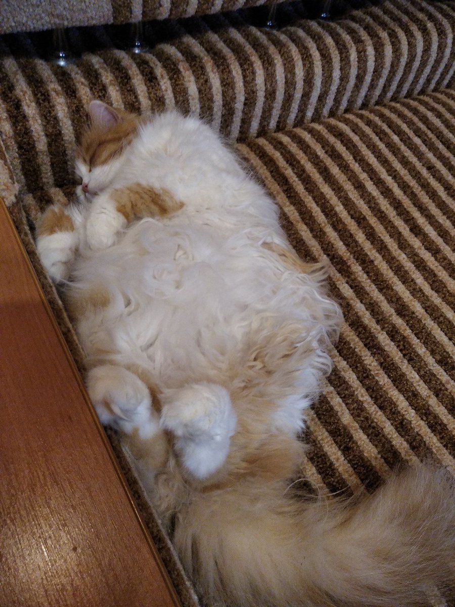 sprt_stanslvski's tweet photo. "I am not here, here is just the bread"(c) #cat #кот #Caturday #CatsofTwittter #catsofinstagram #catelegram #CatWar #cats https://t.co/58DtPjwXsI