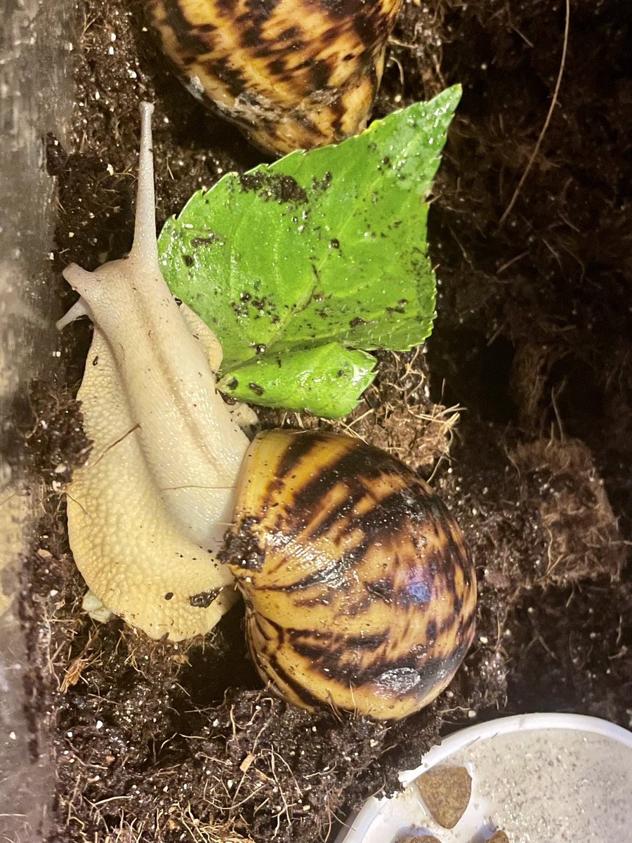 snailographer's tweet photo. An update on Piccolo and Kami, my giant snails
They are both about 15cm long now from head to shellbutt! #Snailtember https://t.co/BLywFn9bXT