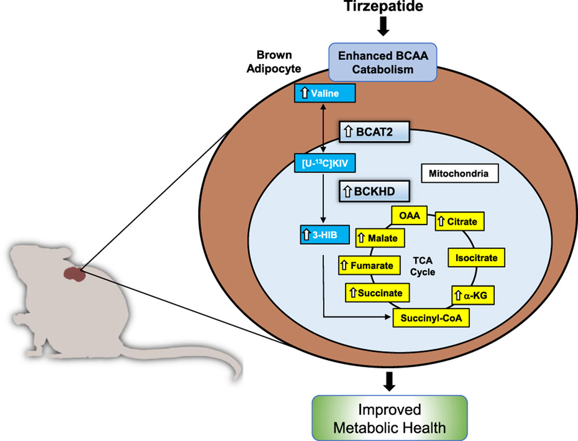 New data on the recently approved dual #GIP and #GLP_1 #receptor agonist relating to #thermogenesis in BAT.

👩‍🔬👨‍🔬<a href="/DukeMedSchool/">Duke University School of Medicine</a> <a href="/LillyPad/">Former Account of Eli Lilly and Company</a> 
➡️sciencedirect.com/science/articl…