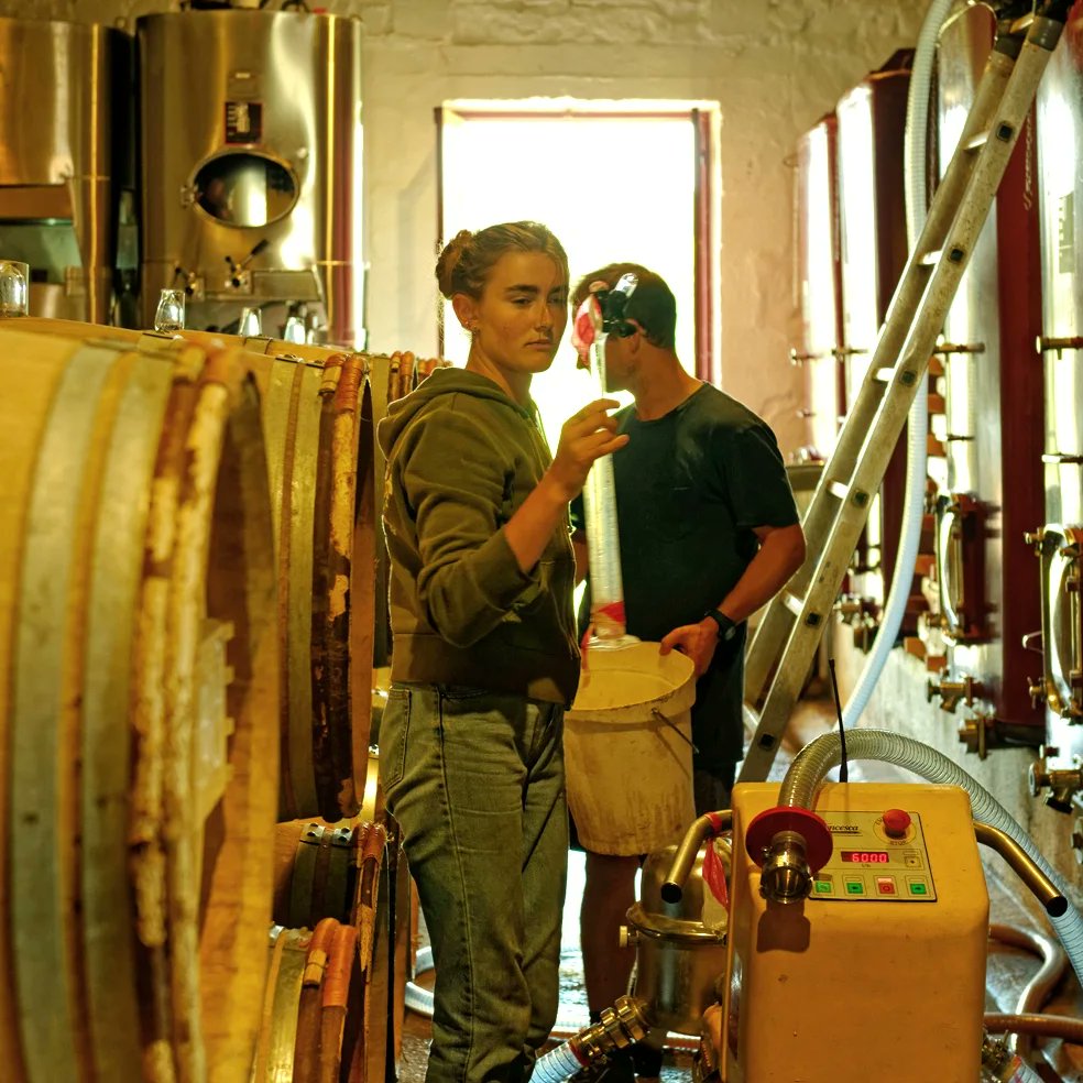 Vinification des blancs 2022 au Domaine de la Solitude.

 Activité intense, à la vigne, aux pressoirs, au chai , et au bureau... 
(📷 JP Lamarque)

#DomainedelaSolitude #Vinification