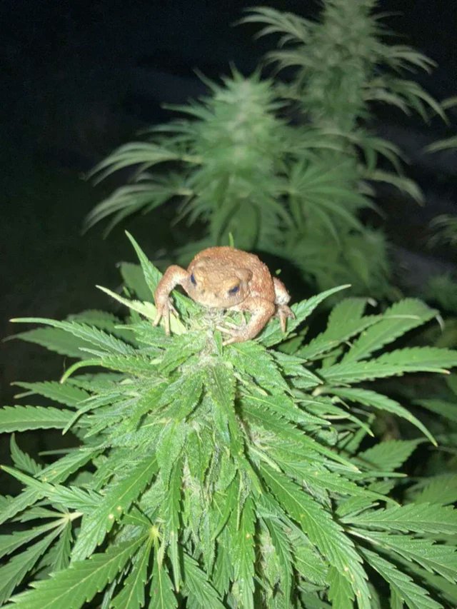 spliffseeds's tweet photo. The risk of growing outdoors...🐸
📸:NGT_Padre https://t.co/Kh11y8wcaA
