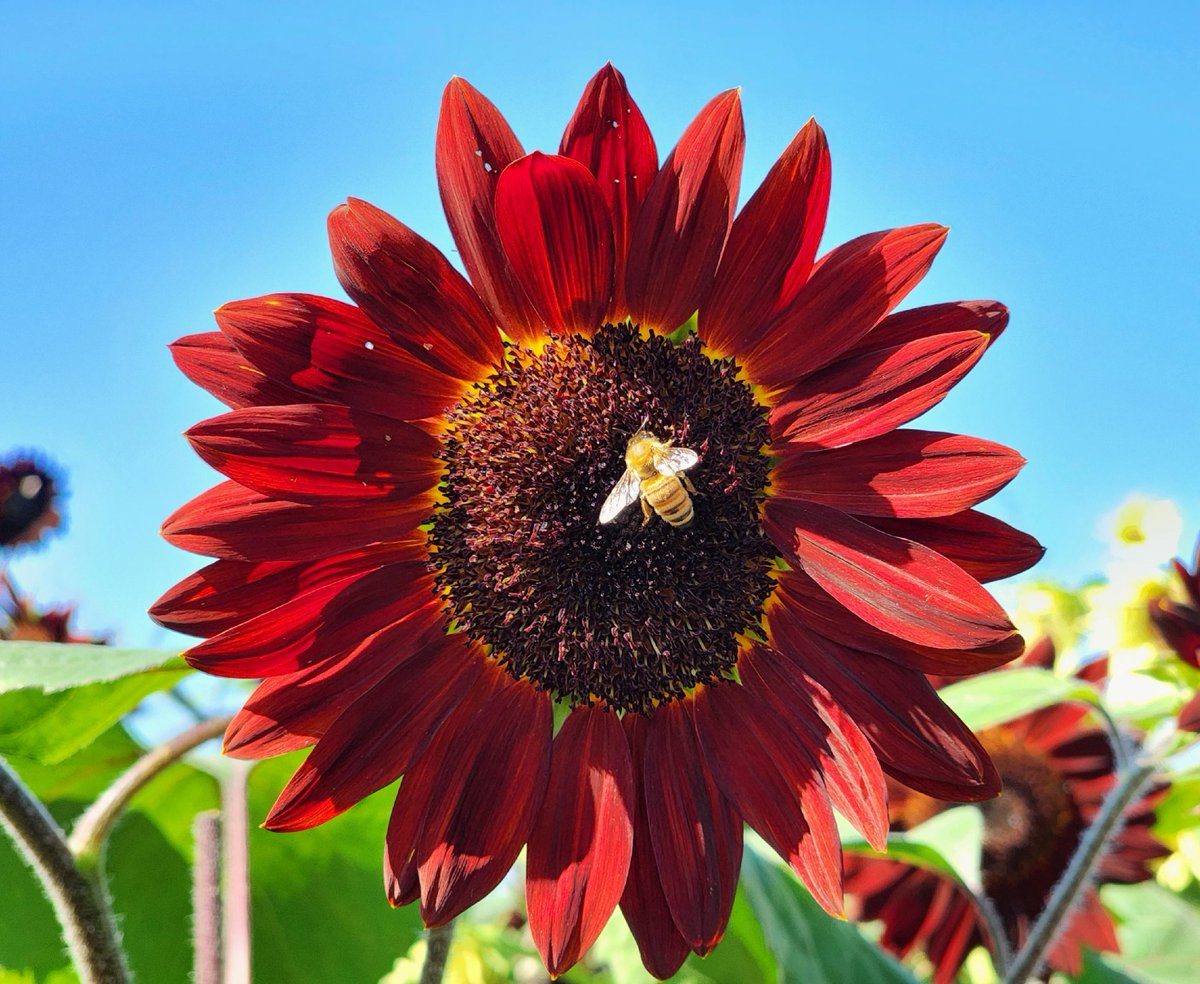 kuipersfarm's tweet photo. This weekend is the FINAL WEEKEND of our Sunflower Festival! Don't miss your chance to take photos and be among the 7 acres of 20+ different #sunflower varieties. For farm location information and hours of operations, visit https://t.co/sSHdSk5yqP. #kuipersfamilyfarm https://t.co/I7s4uCX5nB