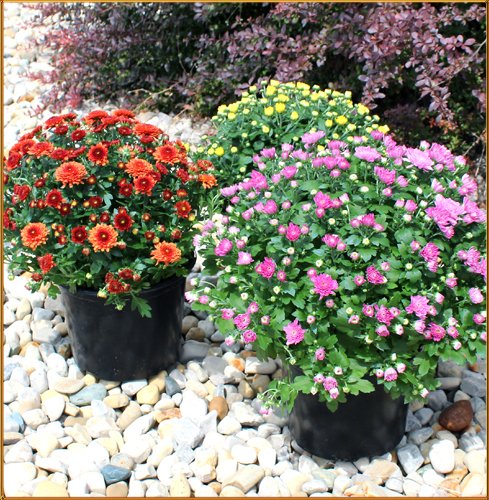 Oberers Flowers tweet media