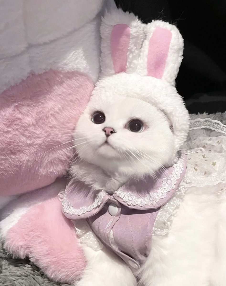 cat with bunny hat