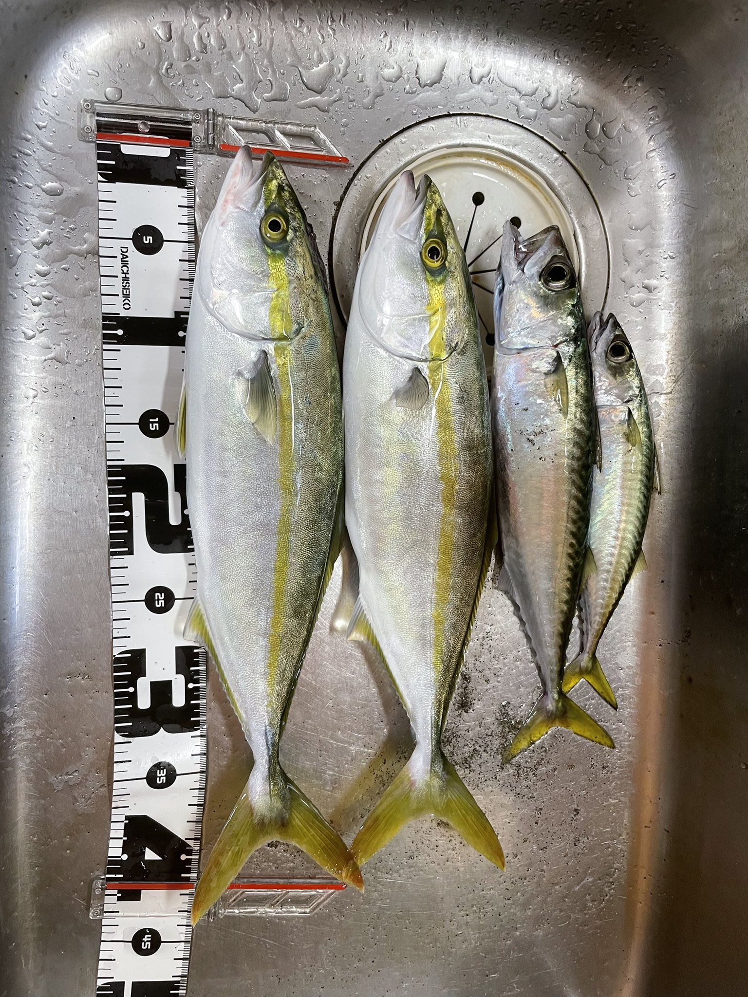 Blueblue ブルーブルー Bluebluefishing Twitter