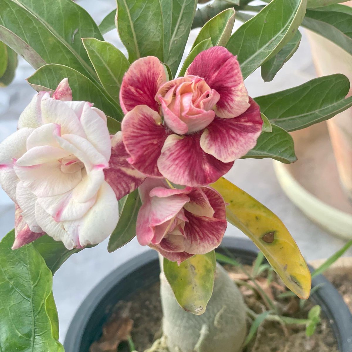 zuberishahab's tweet photo. Adenium #desertrose flowers are happy at my rooftop garden #blessed #adenium #adeniumlover #adeniumflowers🌸 https://t.co/3q6hyNIKE8