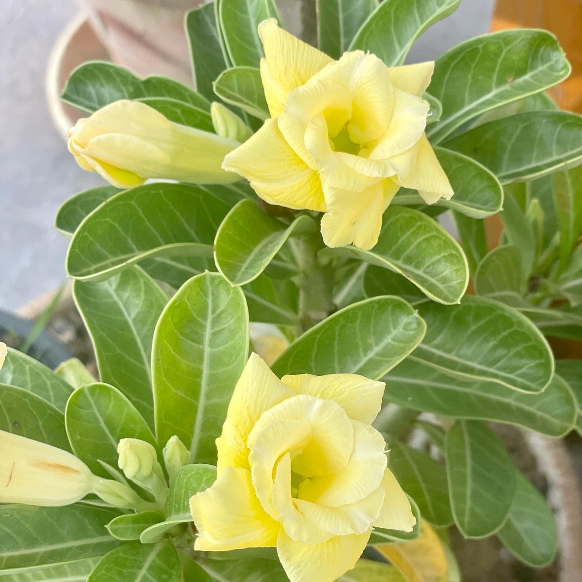zuberishahab's tweet photo. Adenium #desertrose flowers are happy at my rooftop garden #blessed #adenium #adeniumlover #adeniumflowers🌸 https://t.co/3q6hyNIKE8