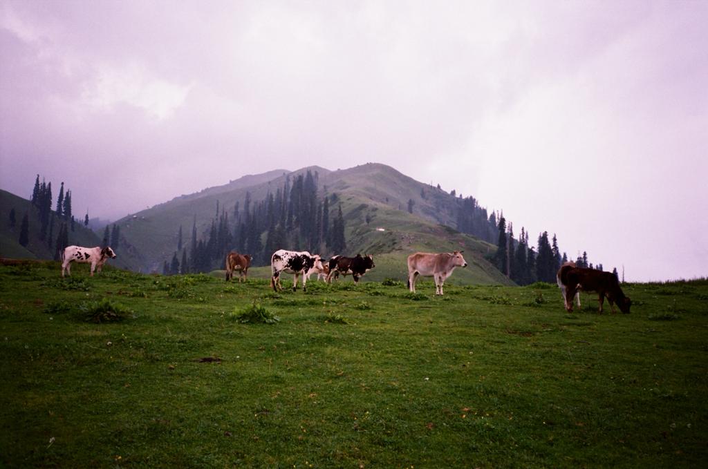 EcoVibeExplorer's tweet photo. Paye Meadows, Shogran, Pakistan from @Polaroid cam..
#Polaroid #BeautifulPakistan https://t.co/IbasspiZOC