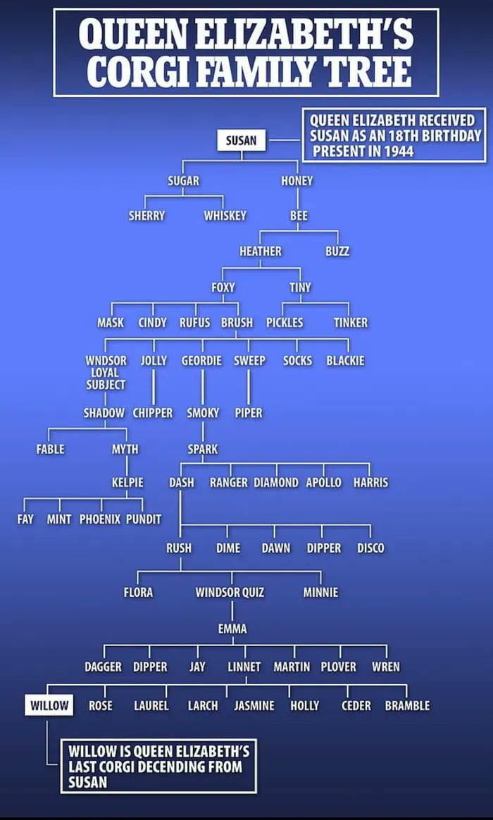 The Royal Dog Family tree. As a dog mum I am sure #Queen Elizabeth II remembered each one of them
#RoyalFamily #QueenElizabeth #CorgiLover <a href="/DorisWasNotMeat/">🐾 Doris Was Not Meat 🐾 🐾 🐾</a>