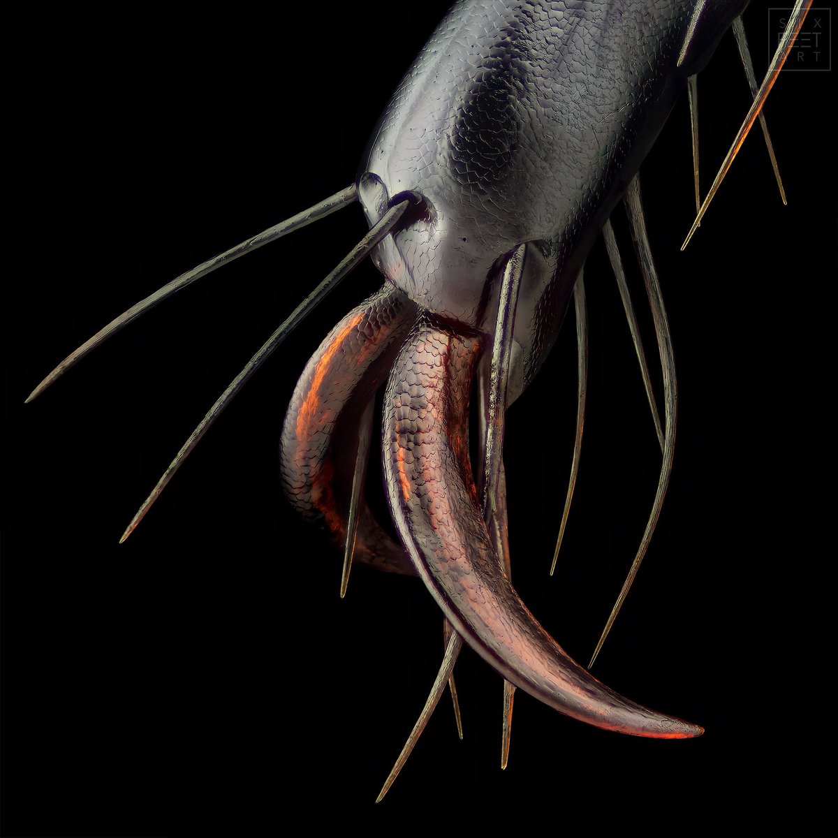 Claw of a dung beetle, Anoplotrupes stercorosus.