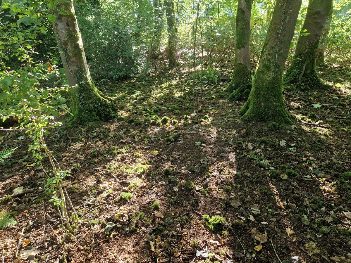 tommo_david's tweet photo. After camp - leave no trace π
#leavenotrace #wildcamp #camping #leaveonlyyourfootprints https://t.co/cWL2elXMbC