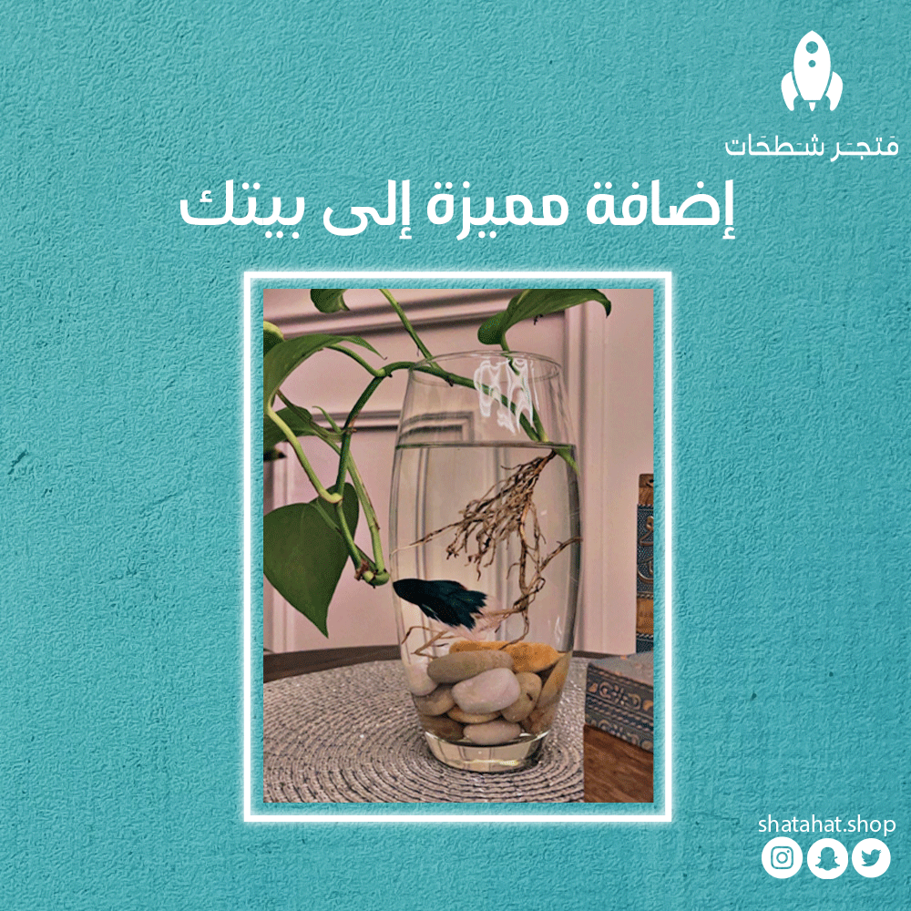 Shtahate's tweet photo. تعتبر زينة رائعة في المنزل حيث أنها جميلة المظهر وذات زعانف وألوان زاهية https://t.co/cEeJ1w52oB
