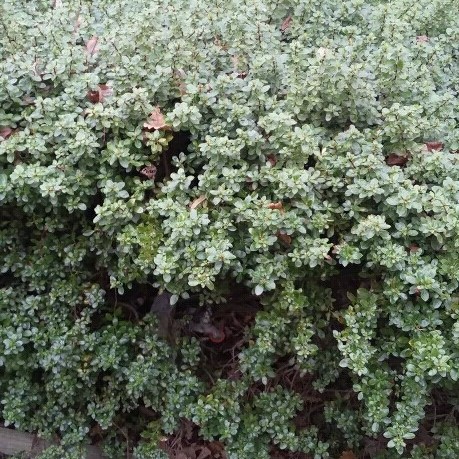 YVWater's tweet photo. It's spring and time to prune those shrubs! If your water meter's hidden in overgrown shrubs, covered by dead leaves or behind other obstructions, it's time to clear the area! Please help our meter readers get an accurate reading. More π https://t.co/RoJ0fS8scx #YVWater https://t.co/CUG632BqV6