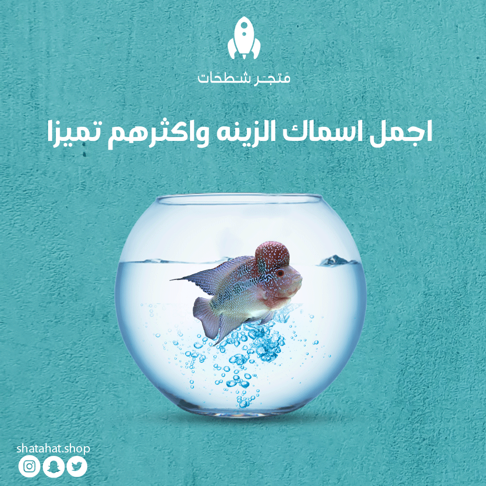 Shtahate's tweet photo. كلما كان الطعام غني بالبروتين كلما ازدادت قوه وجمالاً https://t.co/m7wCfvswji