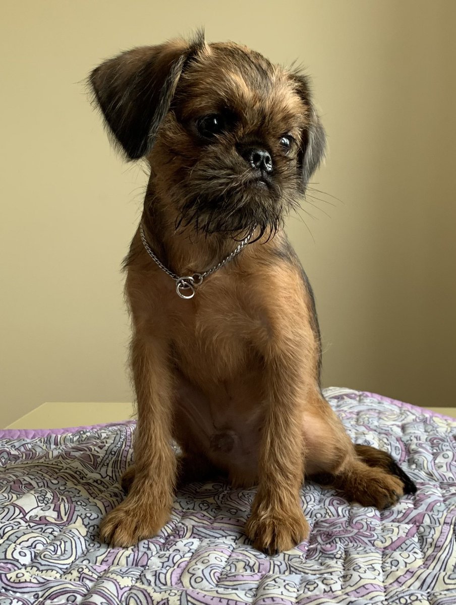 Молодой, социализированный, с полным комплектом зубов, со всеми прививками - грифон! (Для справки: семенники так же в норме) ДР 09.05.22
Родители - чемпионы РФ 
«Перспективный шоу, брид» - что бы это не значило)
Если приглянулся и готовы потратить среднюю зп по России  - пишите.