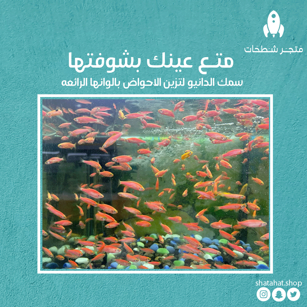 Shtahate's tweet photo. مناسب للذين يجربّون تربية سمك الزينة للمرة الأولى https://t.co/h0o3XH2UVR