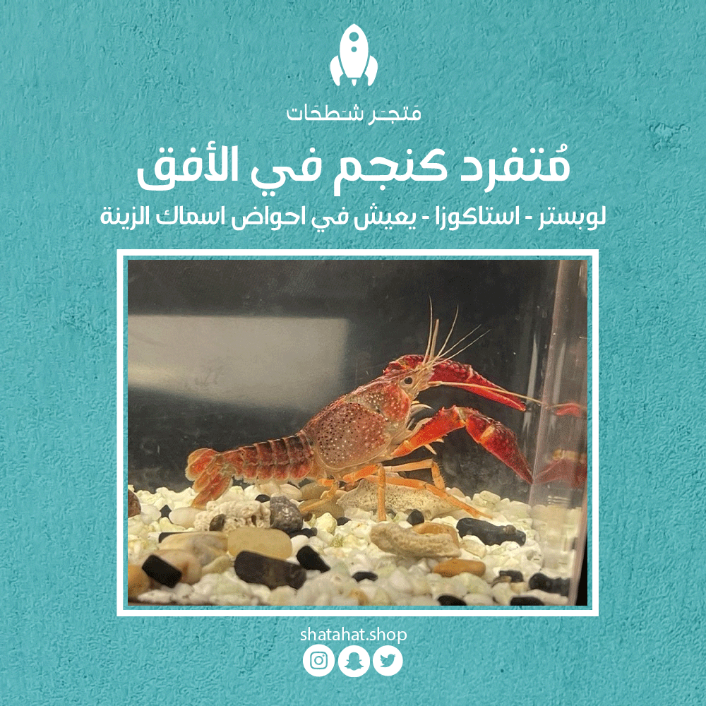 Shtahate's tweet photo. "ما في اكثر من فوائدها https://t.co/lCPSctn1D3