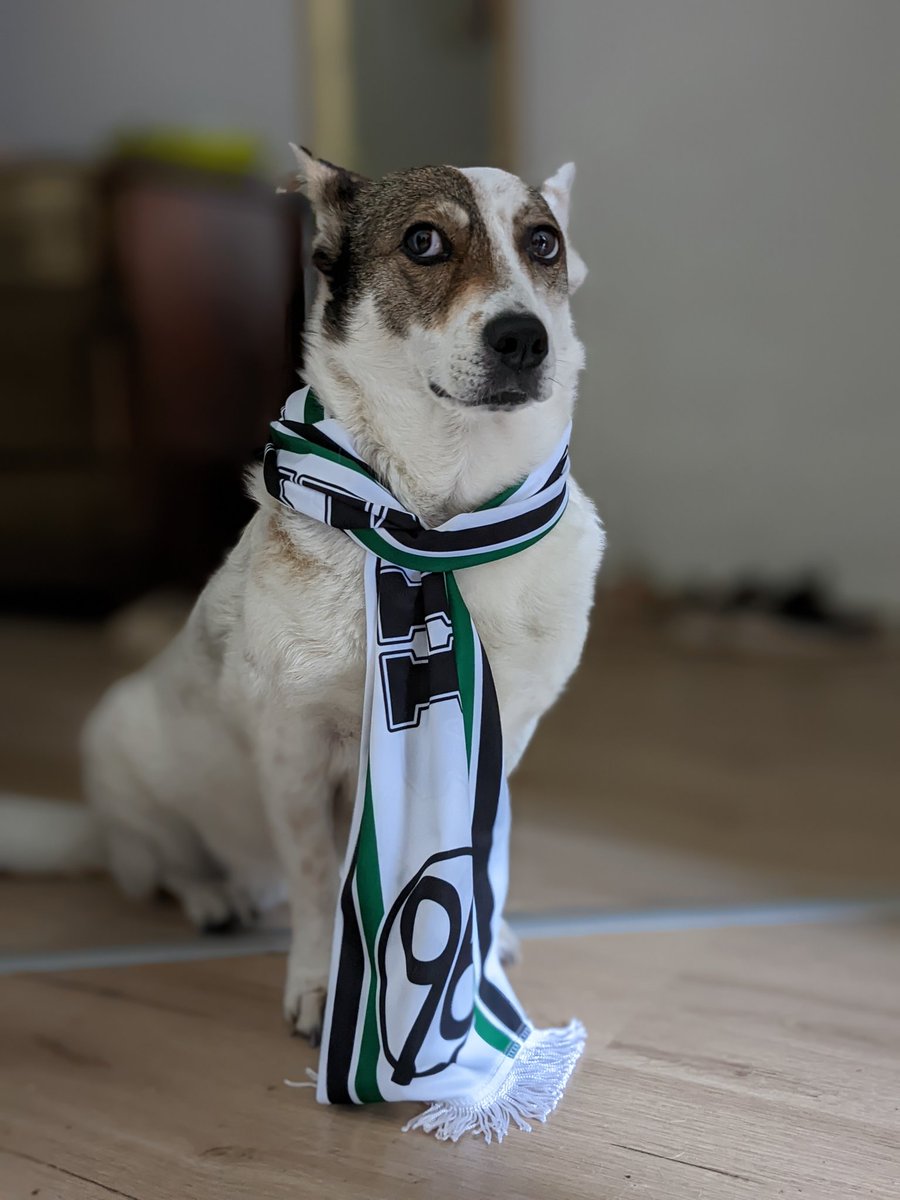 Vier Pfoten für den #Derbysieg!
#H96EBS