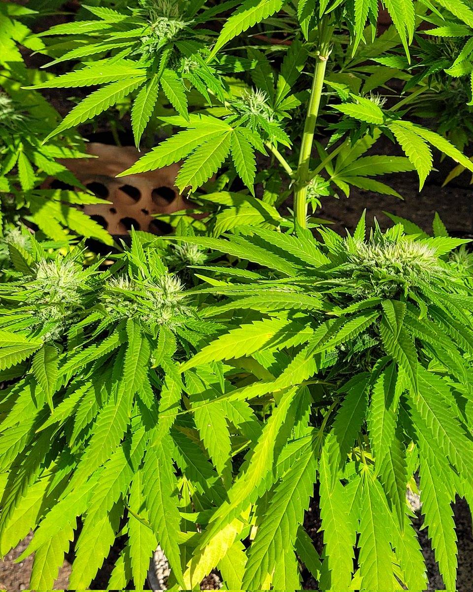 RaulSantos1981's tweet photo. #BubbleFruit 3.0 Tripoliploide 🦠
Tres cabezas en las partes bajas con tres cogollos poliploides.
La evolución ya está aquí..☘️

#cannabiscomunity #WeedLovers #cannabisculture #weedsmokers
#cannabisseeds #cannabisdesign 
#Mmemberville #cannabis #weed https://t.co/wlbU3ICWUK