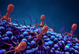 PhageSuisse's tweet photo. J-11 #symposium #chuv #virus #bacteriophage #bacteriologie
https://t.co/kAmzyEE3no https://t.co/CdLwMcZEBy