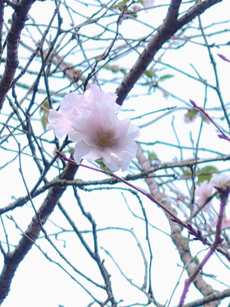 no humans flower tree branch cherry blossoms still life bare tree  illustration images