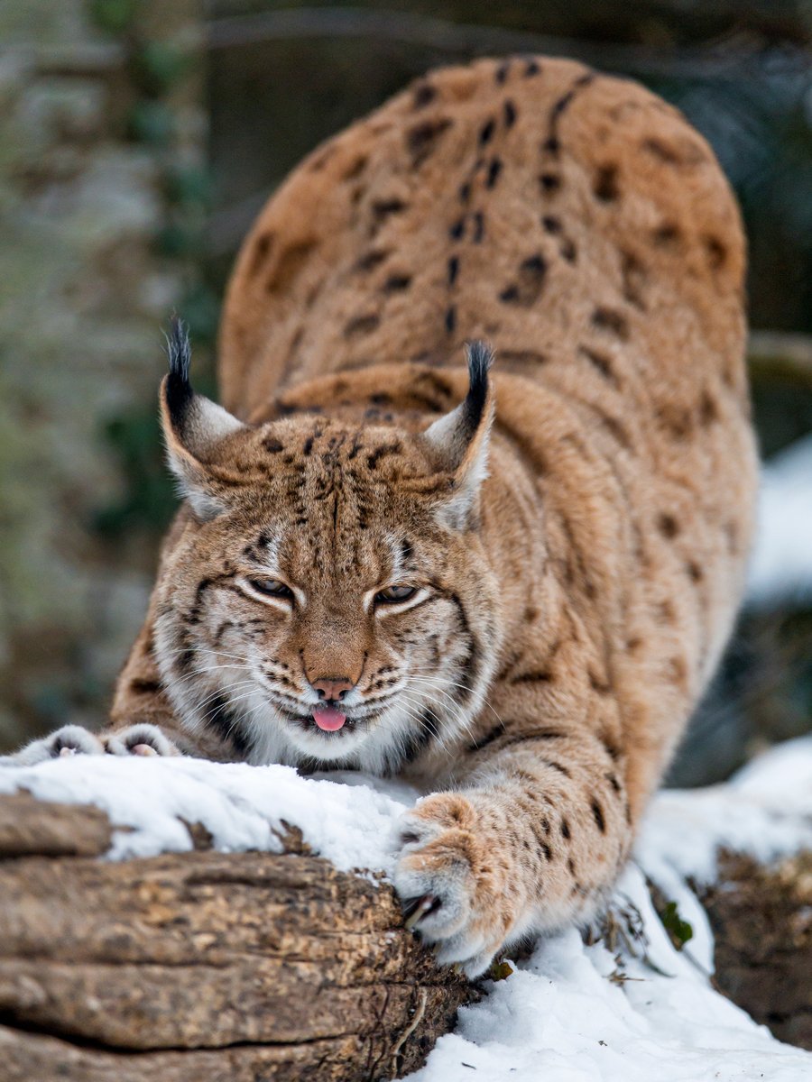 HourlyLynxes's tweet photo. HourlyLynxes presents: https://t.co/eiucO3NZmU