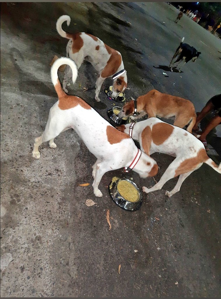TheViditsharma's tweet photo. To be trusted is a greater compliment than being loved.
On an average day, stray dog travels more than 5 km in search of food. Having a decent meal has become a luxury for them
Lets come forward and share some food and love with these helpless street-bound souls
#dogsoftwitter https://t.co/iuvPCCqosQ