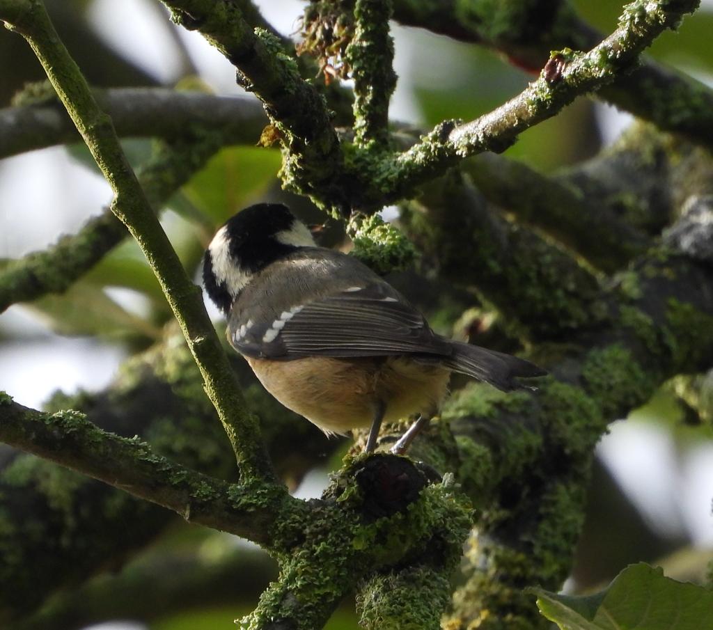 GarybirderNflk's tweet photo. #whitlingham this am
Cetti's Wblr 4
Chiffchaff 12
Coot 13
Egyptian goose 10
Gadwall 1
GC grebe 2
Grey heron 4
Grey wagtail 1
Hobby 1
House martin 9
Kingfisher 5
Little egret 2
Mallard 73
Marsh tit 1
Meadow pipit 2
Mute swan 28
Ring-necked Parakeet 1
Rook 14 fo
Teal 1
Wigeon 1 https://t.co/CeFf8e1Csh