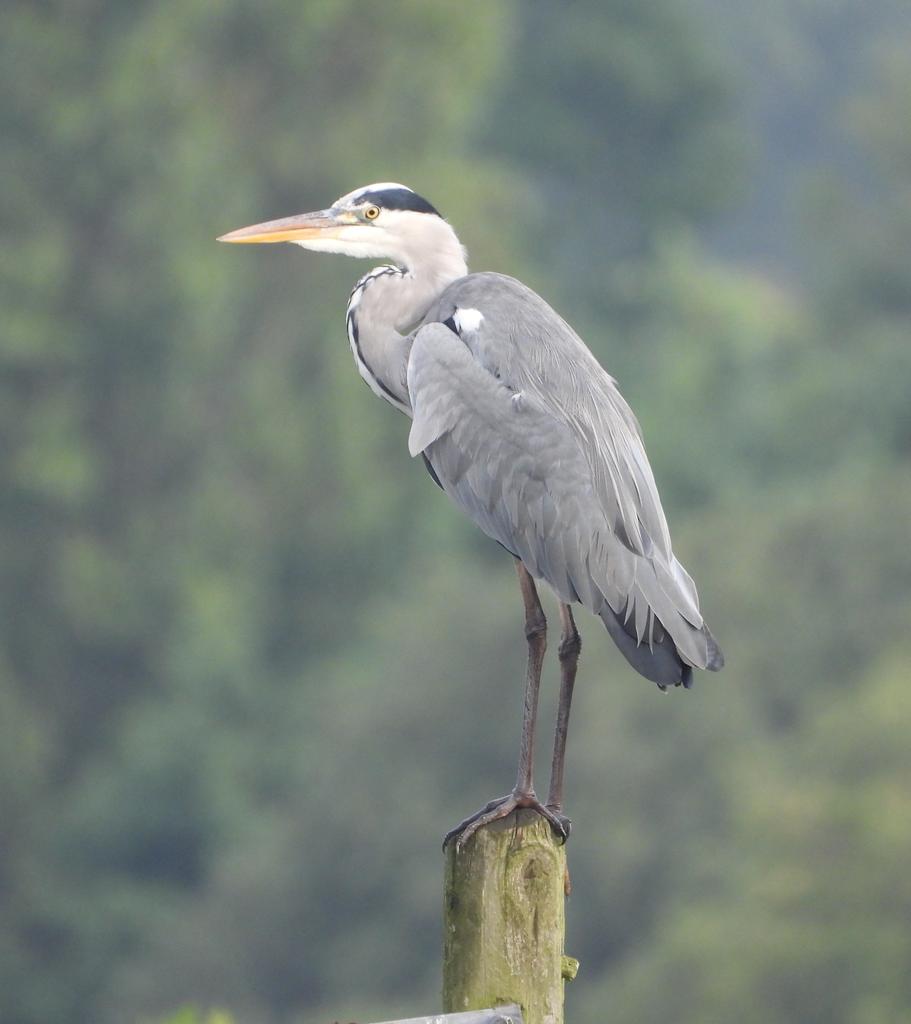 GarybirderNflk's tweet photo. #whitlingham this am
Cetti's Wblr 4
Chiffchaff 12
Coot 13
Egyptian goose 10
Gadwall 1
GC grebe 2
Grey heron 4
Grey wagtail 1
Hobby 1
House martin 9
Kingfisher 5
Little egret 2
Mallard 73
Marsh tit 1
Meadow pipit 2
Mute swan 28
Ring-necked Parakeet 1
Rook 14 fo
Teal 1
Wigeon 1 https://t.co/CeFf8e1Csh