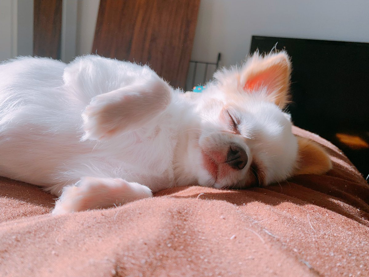 本日の日向ぼっこチワッワ4選
