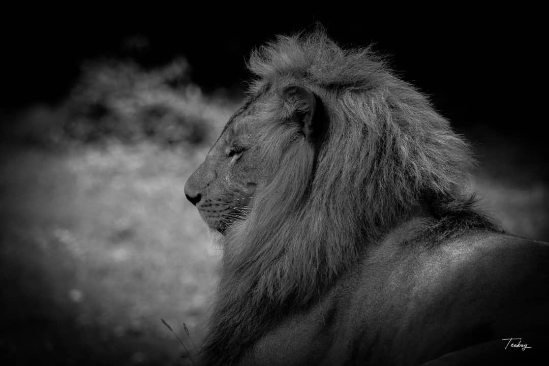 ugandauncovered's tweet photo. Only lions are able to live in packs of up to 30 individuals, depending on the availability of food and water. 
It's interesting to note that their noise is audible up to 8 kilometers away. For the experience, visit the majority of Uganda's parks.
📸 @MbanzAndre8
 #lions https://t.co/rcsgNyh0AV