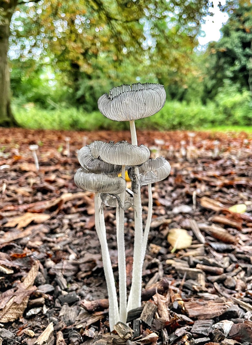 gemmak500's tweet photo. Saw this beautiful Inkcap on my travels this morning.
#chesham #chilterns #Buckinghamshire #lowndespark #aonb #autumn #walking #fitbit #fitness #exercise #poppies #mushroom #flora #chilternhills #inkcaps #fungi #haresfootinkcap #coprinus https://t.co/m3oEBpLnPU