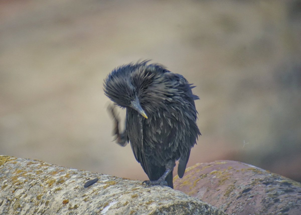 Hengarca's tweet photo. Me ha venido una idea a la cabeza... 
.
#buongiorno #goodmorning #buenosdias #pics #bird #tejados #tordo #pose #cielos #foto #photography #fotografia #sonreir #landscape #tomarelsol #blackbird #picoftheday #smile #fotografia  #tenor #tejados #music  #starling   #estornino #pueblo https://t.co/n8T69RT6ac